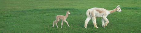 Alpaca Yarn, Alpaca Fiber, Alpaca Bird Nesting Material